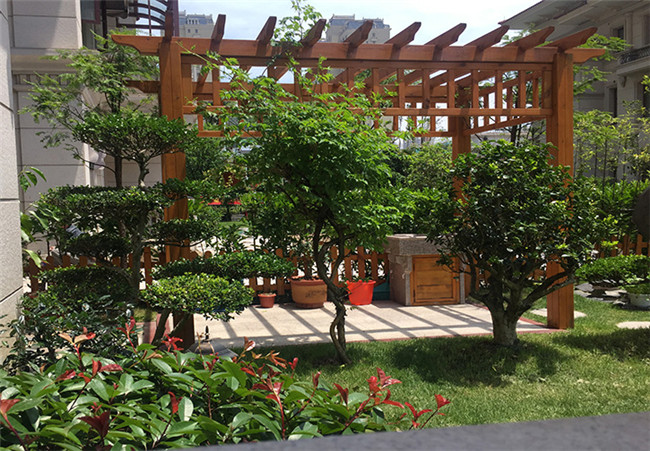 广州别墅庭院景观设计和绿化种植图片3